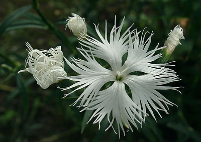 �i�f�V�R�̊g��